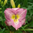 Hemerocallis Great Ceasar's Ghost